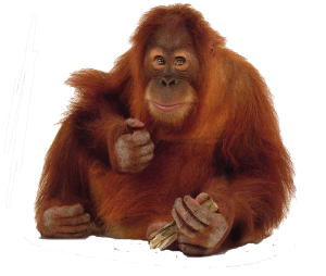 Orangutan PNG-31364